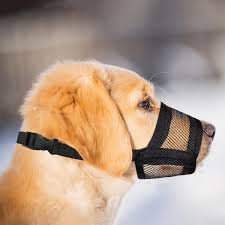 MUZZLE (m)